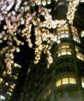ビルの夜景と桜