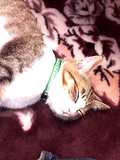 ����ˤ꤬��̣�Ǥ�