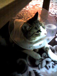 ���ꥶ�٥�