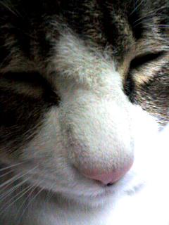 ���������ۤ����ϥϥ����ǭ�Ȥ��������Ǥ���