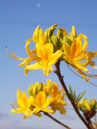 �˥����ĥĥ�