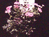 Broken Flowers �ӥ롦�ޡ��쥤�����äƤ����