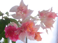 Ȭ�ź餭����󥸤��ޤ���