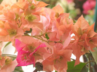 Ȭ�ź餭����󥸤Υ֡�����