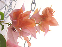 Ȭ�ź餭����󥸤��ޤ���