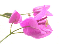 ����ǥꥢ�ʥѡ��ץ��ޤ���