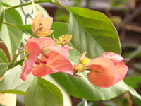 �ޤ����꡼�ѡ��ޡ�