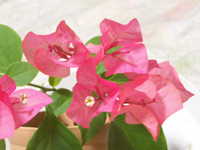 �ޤ����꡼�ѡ��ޡ�