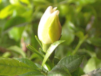���