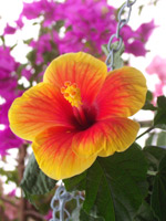 �ޤ��ڥϥ��ӥ����� A
