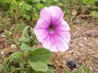 �ץ�󥿡��˿����Ƥ���ڥ���˥�����郎���ܤ�ƺ餭�ޤ���