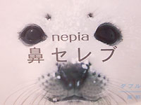 ����롼