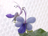 �֥롼������