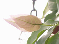 �ƥ����饵��饤���ޤ���