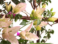 �ƥ����饵��饤������ ����������ɻ�Ω��