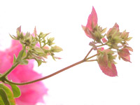 4/10 ���ޤ���Τ��θ�