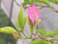 ����������ɻ�Ω�ƤΥƥ����饵��饤������