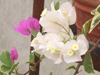 �ߤ�ȭ��Ω�ƥ���ǥꥢ�ʥۥ磻�Ȥȥѡ��ץ�