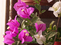 ����ǥꥢ�ʥۥ磻�Ȥȥѡ��ץ�θ��ޤ���