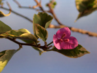 ����ǥꥢ�ʥѡ��ץ븵�ޤ���