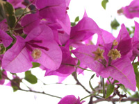����ǥꥢ�ʥѡ��ץ�ʺ��ˤȥ���ǥꥢ�ʿ���