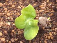 �ʤβ�