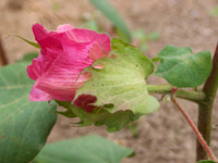 �ʤβ�