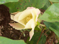 �ʤβ� ������