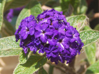 �إꥪ�ȥ�����