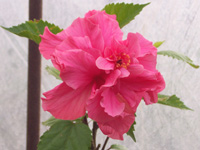 �ޤ��ڥϥ��ӥ�����
