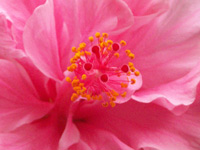 �ޤ��ڥϥ��ӥ�����