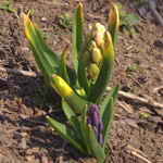 �ڼ�ǰ�ĥҥ䥷��(4/28)